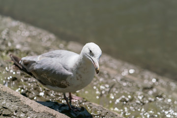 Lesser Black-Backed Gull (Larus fuscus) taken in the UK