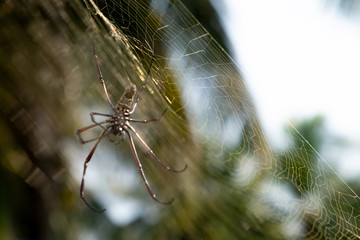 spider on web. Brown european garden spider on web with green blurred background