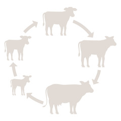 Round Stages of cow growth set. Milk farm. Breeding cow. Beefs production. Cattle raising. Calf grow up animation circle progression. Silhouette vector.