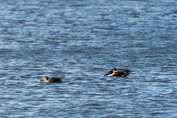 Shoveler (Anas clypeata) coming in for landing, in the UK