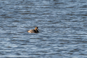 Pochard (Aythya ferina) female