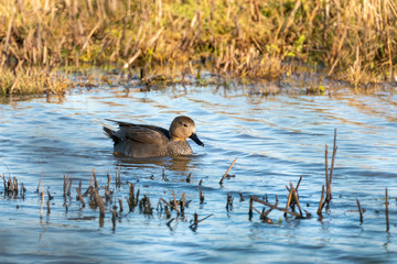 Gadwall (Anas strepera) in the UK