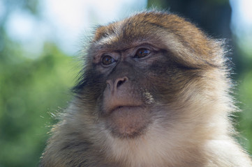 retrato de un mono