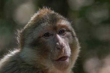 retrato de un joven mono