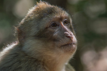 retrato de  un joven mono