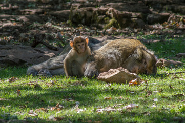 monito jugando con su madre