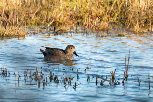 Gadwall (Anas Strepera) In The UK