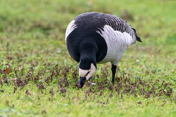 Barnacle Goose (Branta leucopsis)