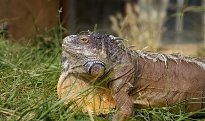 Fototapeta premium Iguane