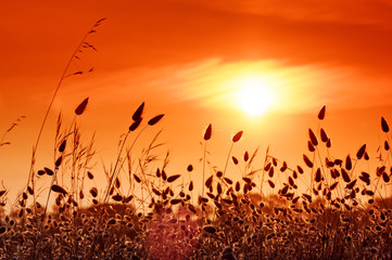 Reeds silhouette  in Yves swamp. Charente Maritime coast