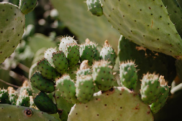 Close-Up Of Prickly Pear Fruits On Cactus