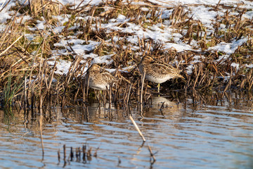Common Snipe (Gallinago gallinago) in the UK
