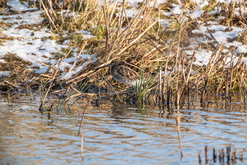 Common Snipe (Gallinago gallinago) in the UK