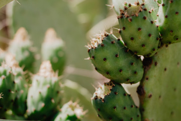 Close-Up Of Prickly Pear Fruits On Cactus