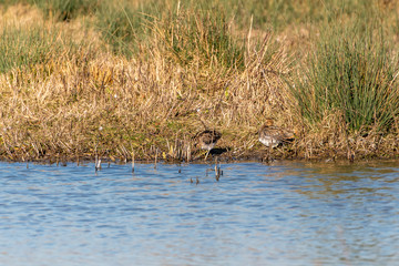 Common Snipe (Gallinago gallinago) in the UK
