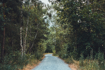 road in a forest with giant trees and green bushes