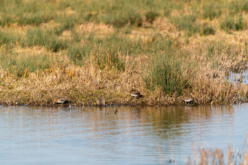 Common Snipe (Gallinago gallinago) in the UK