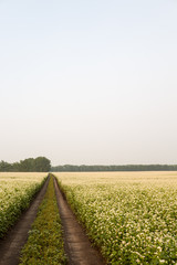 A field of buckwheat, a dirt road. Countryside. Copy space.