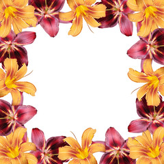 Beautiful floral background of orange and burgundy lilies. Isolated 