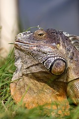 Obraz premium Iguane protrait