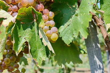 Bunch of grapes on the vine with green leaves. Grape harvest on october. 