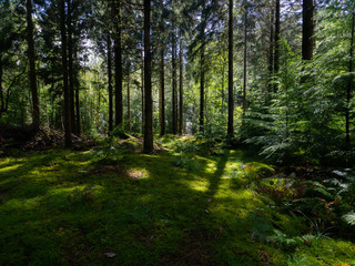 Obraz premium Forest Floor