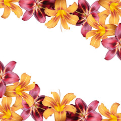 Beautiful floral background of orange and burgundy lilies. Isolated 