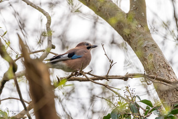 Eurasian Jay (Garrulus glandarius)