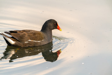 Moorhen (Gallinula chloropus)