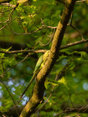Ring-necked parakeet (Psittacula krameri) in the UK