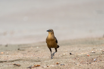 Common Grackle (Quiscalus quiscula) in Costa Rica