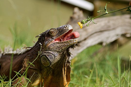 Iguane entrain de manger - reptile fleur