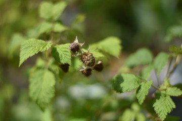 Unreife Himbeeren (Rubus idaeus)