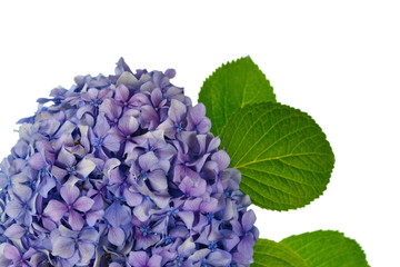 Beautiful flower of hydrangea isolated on a white background