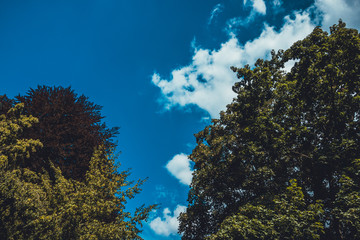 green treetops with blue sky and fluffy clouds