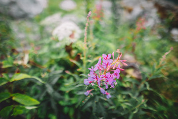 Close up pink purple flowers