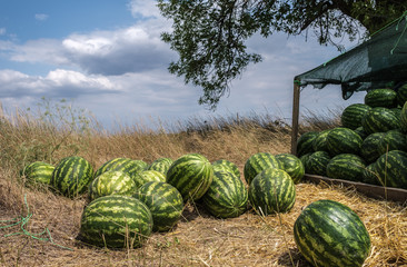 Harvest of ripe watermelons in the dry grass.