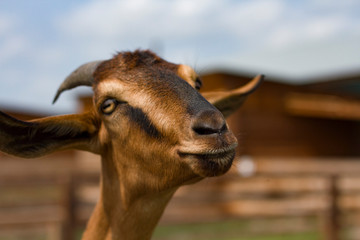 Naklejka premium Animals on the farm. Brown goat with big horns.