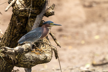 Green Heron (Butorides virescens) in Costa Rica