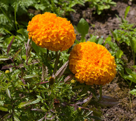 Summer flowers. Saffron yellow flowers in the meadow close-up.