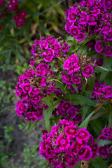 Summer flowers. A lot of pink flowers closeup.