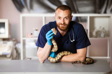 Veterinarian holds snake in hands. Exotic pet on inspection. - obrazy, fototapety, plakaty