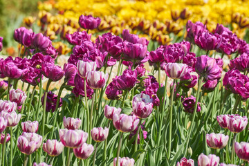 Beautiful pink and yellow tulip fields in spring, natural background