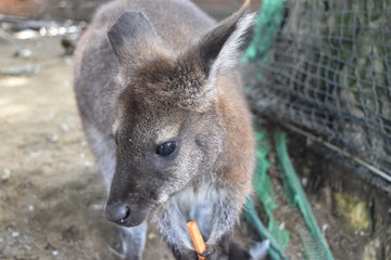 カンガルー