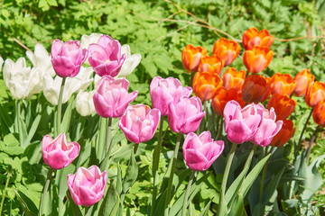  Beautiful pink and orange tulip fields in spring, natural background