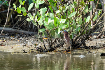 Green Heron (Butorides virescens) in Costa Rica