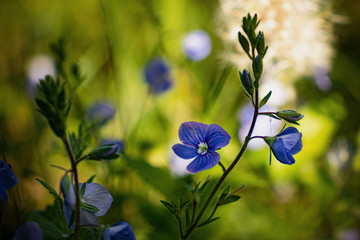 Tricolor pansy flower plant natural background, summer time