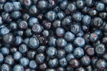 Blueberries fresh from the forest. Close up. . Healthy diet.