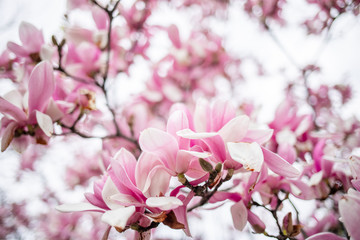 Fototapeta na wymiar magnolia sulange tulip tree