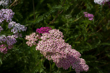 Fototapeta premium Summer flowers. Small bright pink lilac flowers close up.